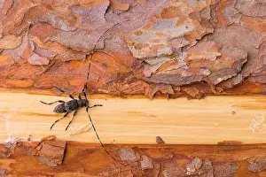 Russian Nature Photography Drucke: Macro image of an insect