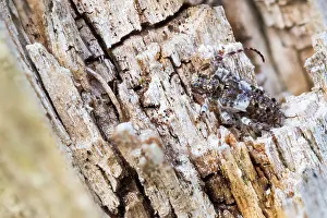 Macro Insect Images Drucke: Macro image of an insect