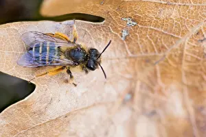 Makrobild eines Insekts.