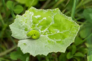 Bilder Datiert 3. August 2019: Makrobild eines Insekts.