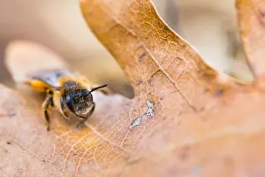 Großaufnahme eines Insekts.