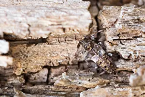 Macro Insect Images Drucke: Macro image of an insect