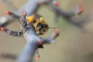 Großaufnahme eines Insekts.