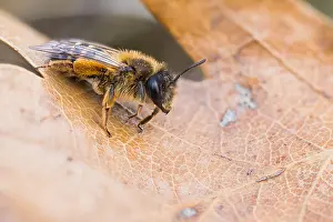 Großaufnahme eines Insekts.