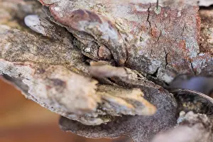 Makrobild eines Insekts.