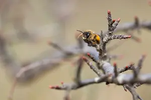 Großaufnahme eines Insekts.
