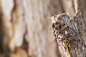 Macro Insect Images Drucke: Macro image of an insect