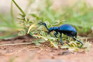 Macro Insect Images Drucke: Macro image of an insect
