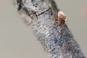 Macro Insect Images Drucke: Macro image of an insect