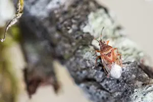 Großaufnahme eines Insekts.