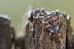 Macro Insect Images Drucke: Macro image of an insect