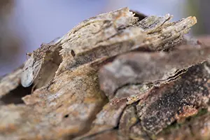 Macro Insect Images Drucke: Macro image of an insect