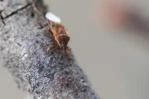 Großaufnahme eines Insekts.
