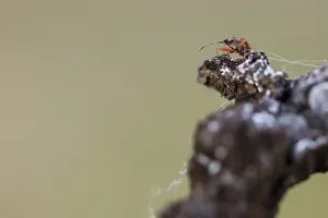 Makrobild eines Insekts.
