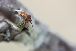 Großaufnahme eines Insekts.