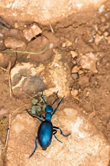 Macro Insect Images Drucke: Macro image of an insect