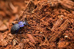 Bilder Datiert 14. März 2020: Großaufnahme eines Insekts in Deutschland.