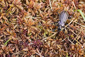 Makrobild eines Insekts in Deutschland.