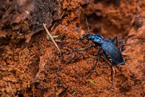 März Drucke: Makrobild eines Insekts in Deutschland.
