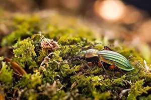 Bilder Datiert 15. März 2020: Großaufnahme eines Insekts in Deutschland.