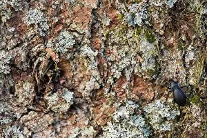 April Drucke: Ein Makrobild eines Insekts in Deutschland.