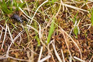 Macro Wildlife Photography Drucke: Macro image of an insect in Germany
