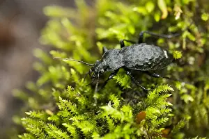 Bilder Datiert 24. Mai 2020: Makrobild eines Insekts in Deutschland