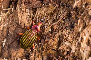 Bilder Datiert 15. März 2020: Makrobild eines Insekts in Deutschland.