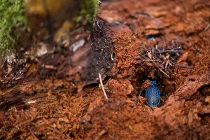 German Wildlife Fauna Images Drucke: Macro image of an insect in Germany