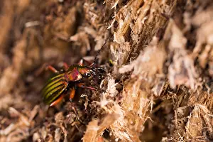 Bilder Datiert 15. März 2020: Makrobild eines Insekts in Deutschland.