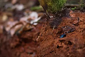 Makrobild eines Insekts in Deutschland.