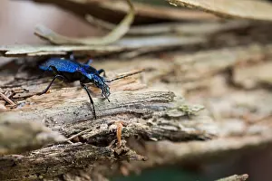 Bilder Datiert 17. März 2020: Großaufnahme eines Insekts in Deutschland.
