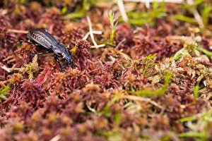 Bavaria Nature Images Drucke: Macro image of an insect in Germany