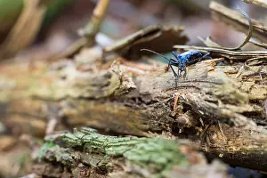 Bilder Datiert 17. März 2020: Großaufnahme eines Insekts in Deutschland.