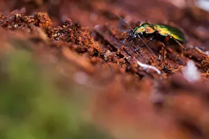 Macro Photography Europe Drucke: Macro image of an insect in Germany