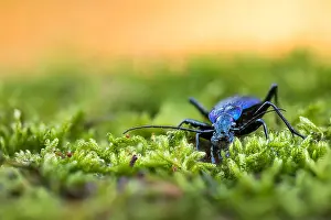 Bilder Datiert 17. März 2020: Makrobild eines Insekts in Deutschland.