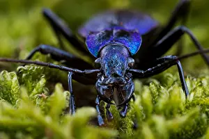 Bilder Datiert 17. März 2020: Makrobild eines Insekts in Deutschland.