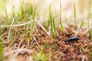 Insect Metamorphosis Process Drucke: Macro image of an insect in Germany