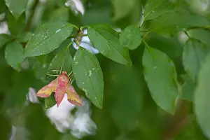Großaufnahme eines Insekts in Deutschland.