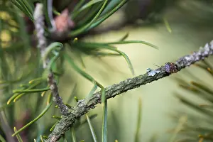 Bilder Datiert 16. Dezember 2019: Makrobild eines Insekts in Deutschland.