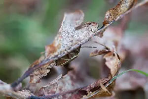 Bilder Datiert 18. März 2020: Großaufnahme eines Insekts in Deutschland.