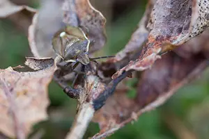 Bilder Datiert 18. März 2020: Makrobild eines Insekts in Deutschland.