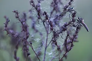 Bilder Datiert 7. Mai 2020: Großaufnahme eines Insekts in Deutschland.