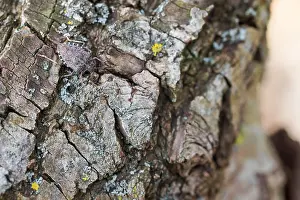 Gerahmter Druck : Makrobild eines Insekts in Deutschland. Gerahmter Druck : Makrobild eines Insekts in Deutschland.