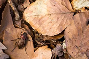 German Flora And Fauna Images Drucke: Macro image of an insect in Germany
