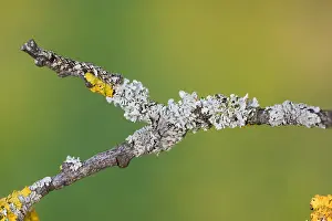 April Drucke: Großaufnahme eines Insekts in Deutschland.