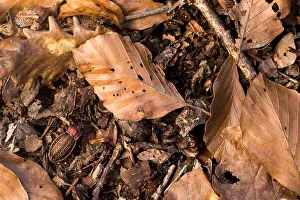 German Flora And Fauna Images Drucke: Macro image of an insect in Germany
