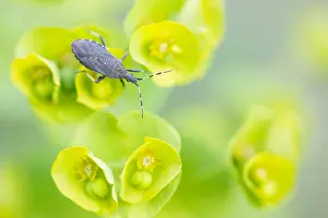 Bilder Datiert 17. Mai 2020: Makrobild eines Insekts in Deutschland.