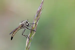 European Flora And Fauna Drucke: Macro image of an insect in Germany
