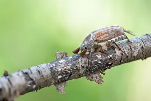 Bilder Datiert 8. Mai 2020: Makrobild eines Insekts in Deutschland.